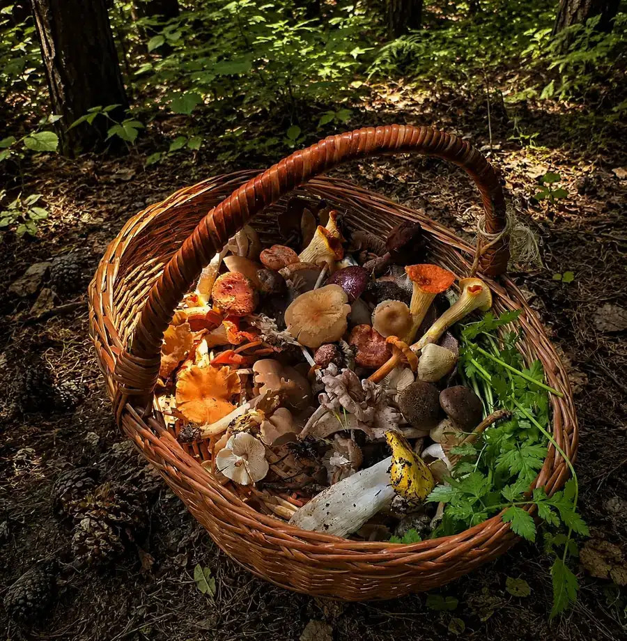 A fireside meal in the forest