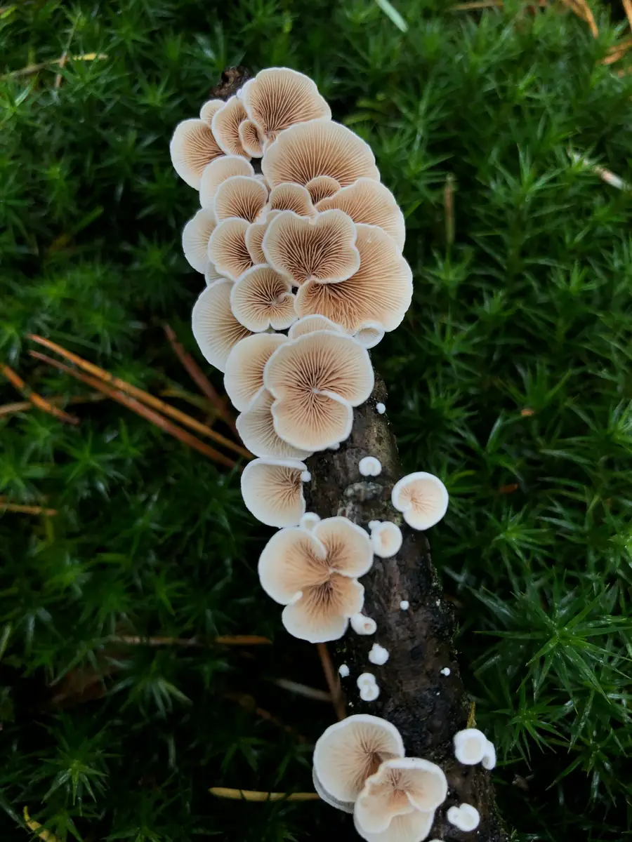 The taste of the season