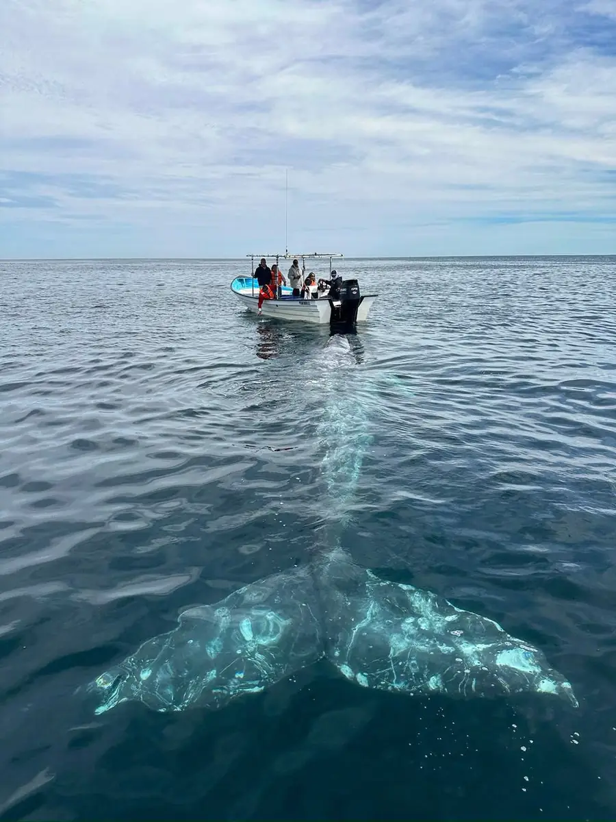 The gray whales of Bahía Magdalena