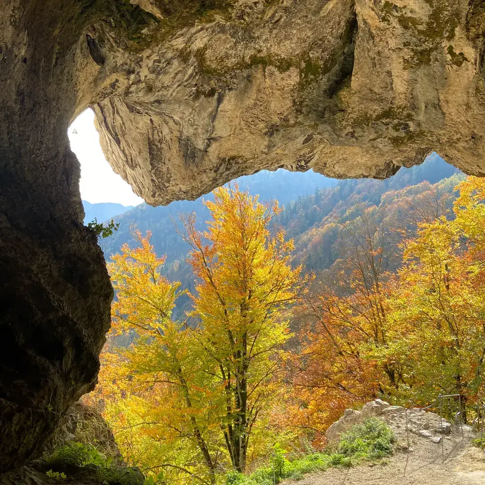 Autumn forest seen from a rock cave